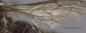 Media type: image;   Entomology 16201 Aspect: Wing hind